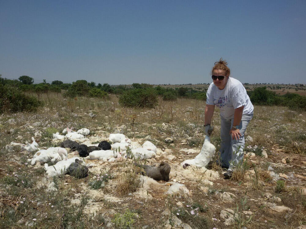 Rifornimento di un carnaio nei pressi di Matera